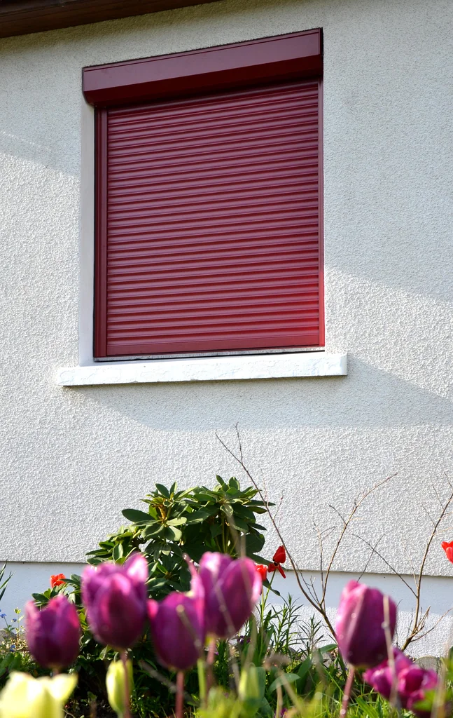 Volet roulant aluminium rouge bordeaux sur mesure, fermé, tulipes au premier plan